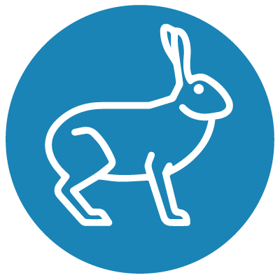 Hares (Year 2)